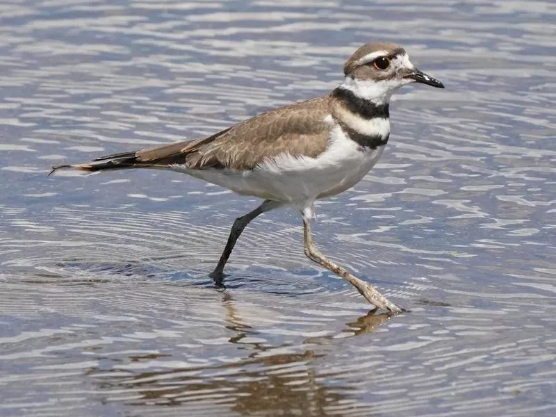 killdeer