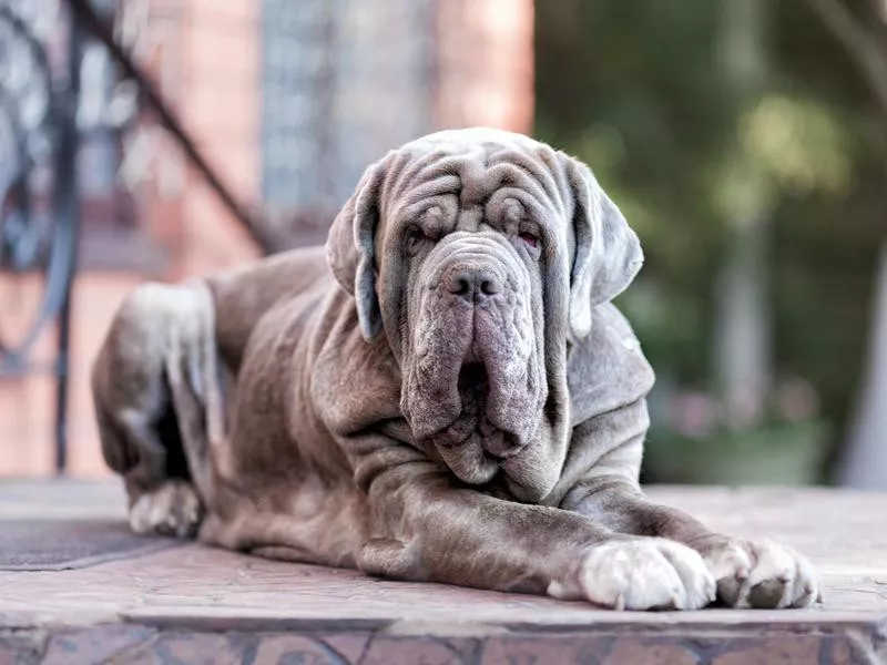 Neapolitan Mastiff