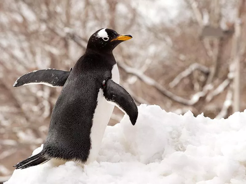 PPG Aquarium Penguin