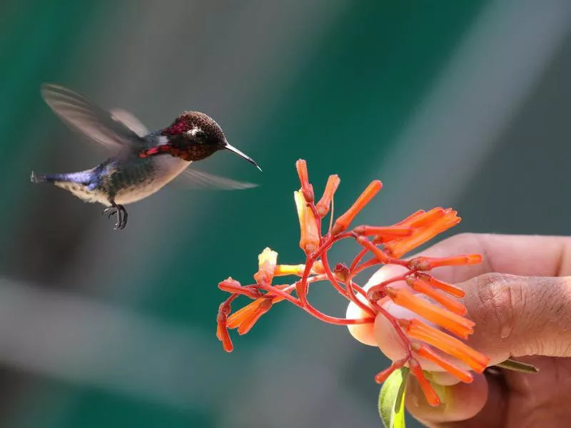 Bee Hummingbird