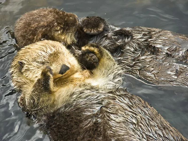 Sea otters holding hands