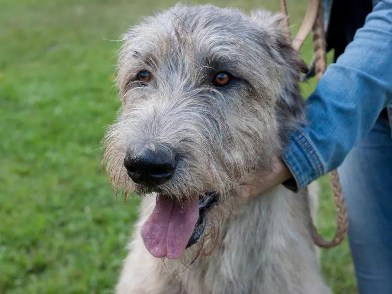 Irish Wolfhound