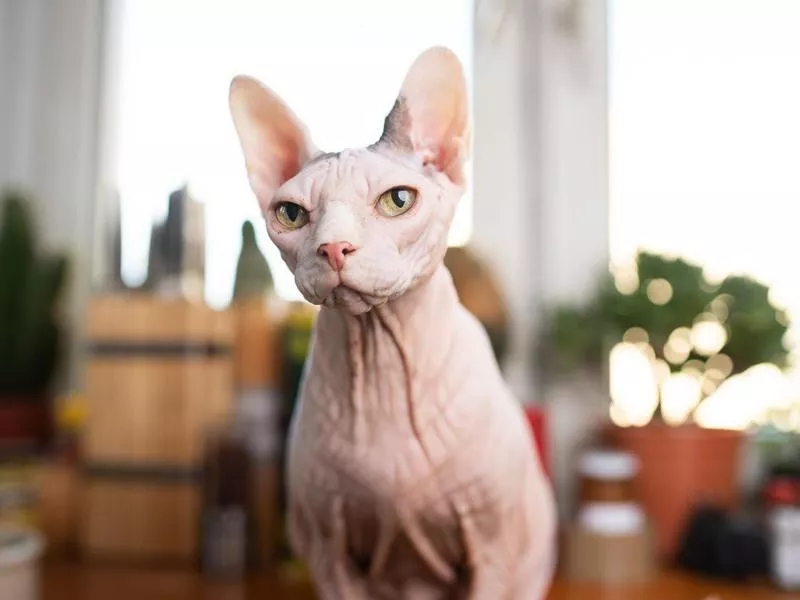 Sphynx cat