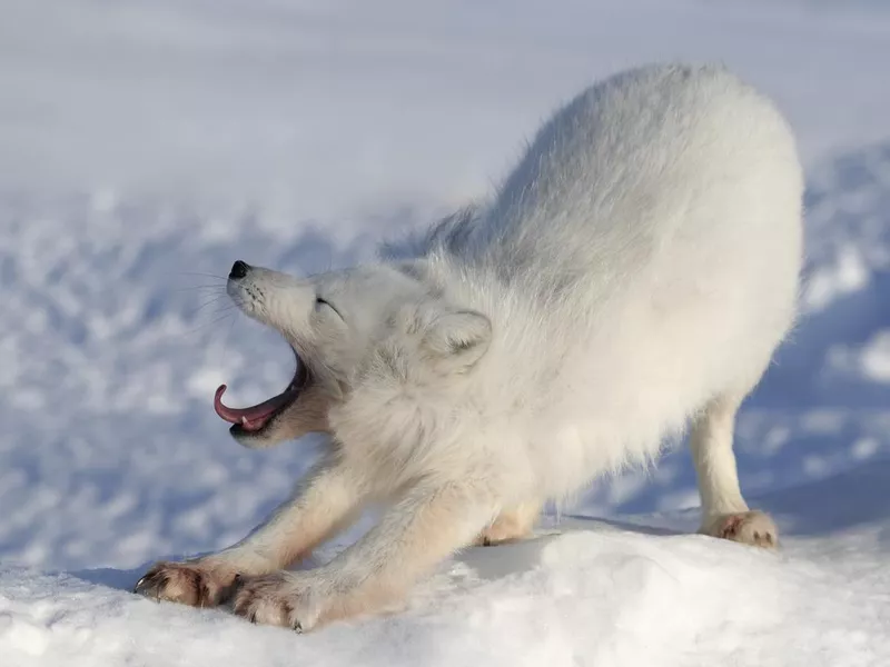 Arctic Fox