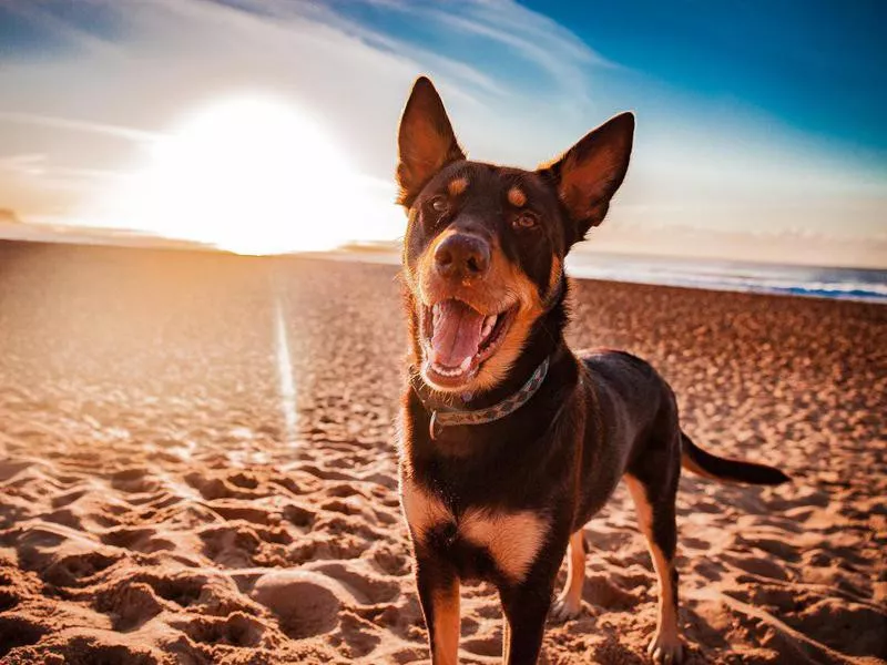 Australian Kelpie