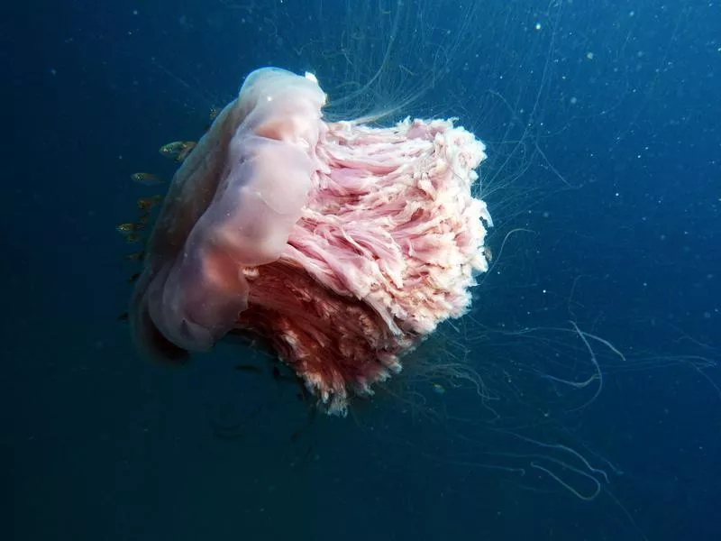 Lion’s Mane Jellyfish