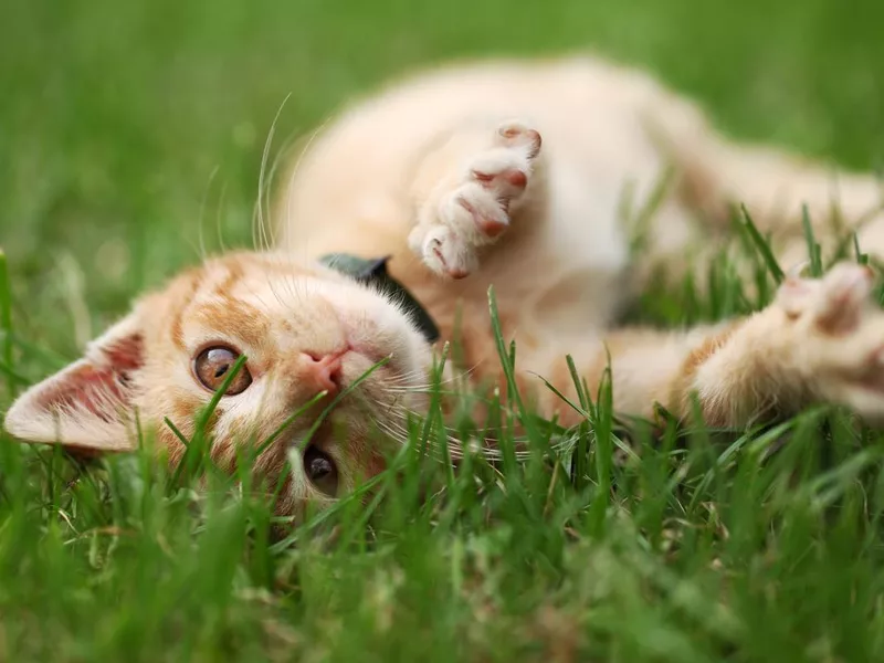 Playful kitty outside