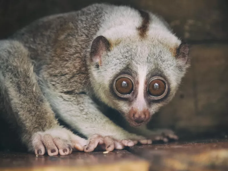 Slow Loris