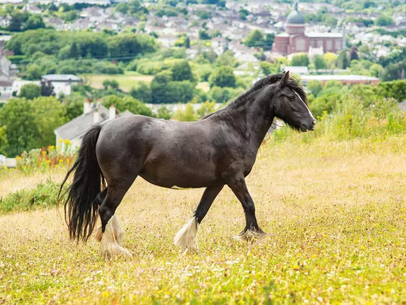 Dales pony