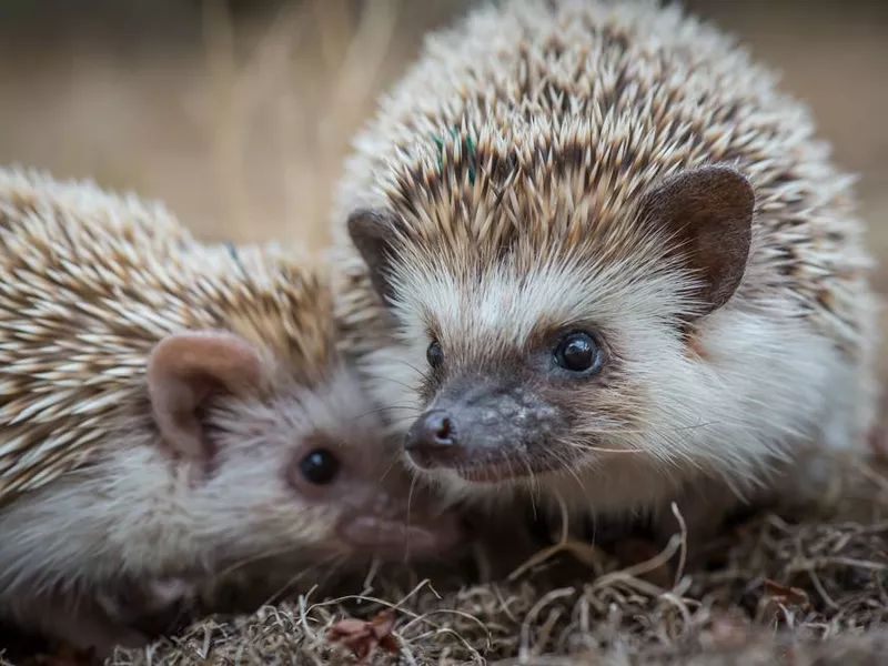 Oregon Zoo Hedgehogs