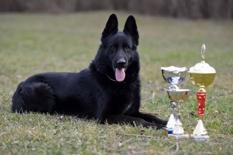 Black German shepherd with prizes