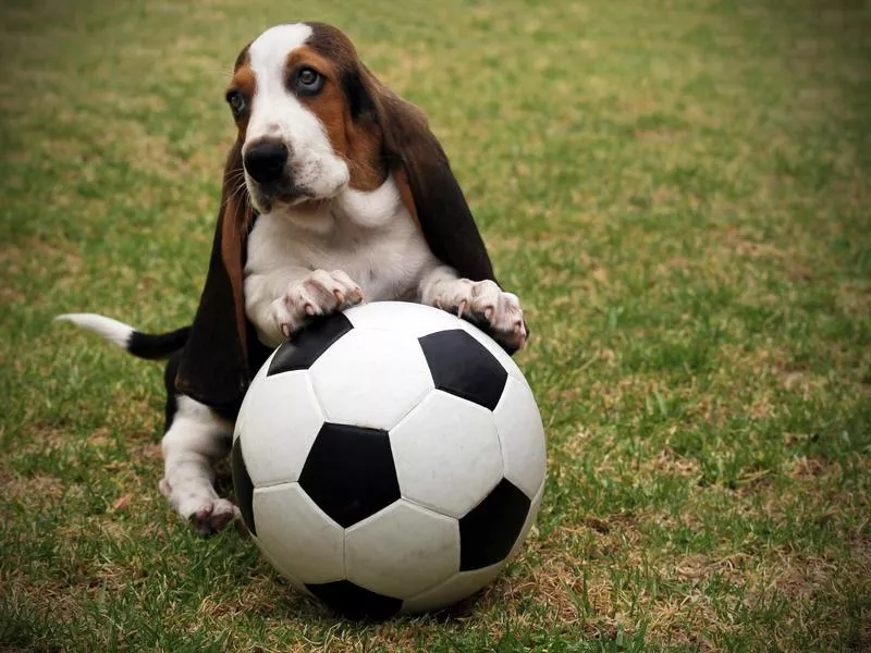 basset hound