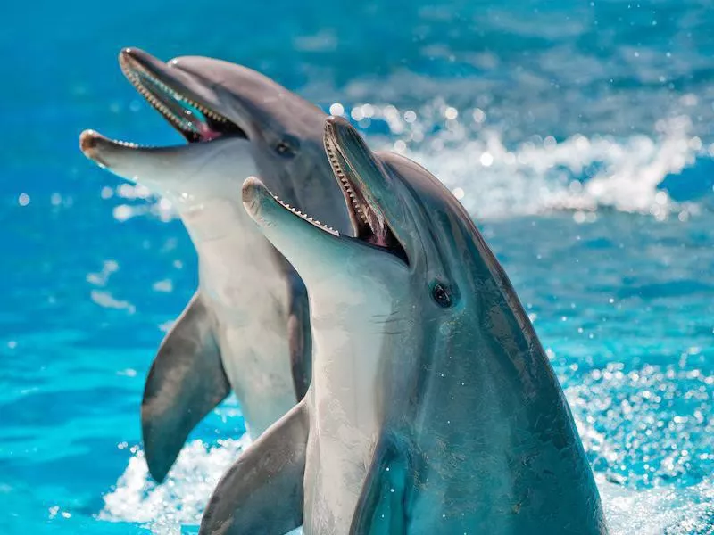 Dolphins