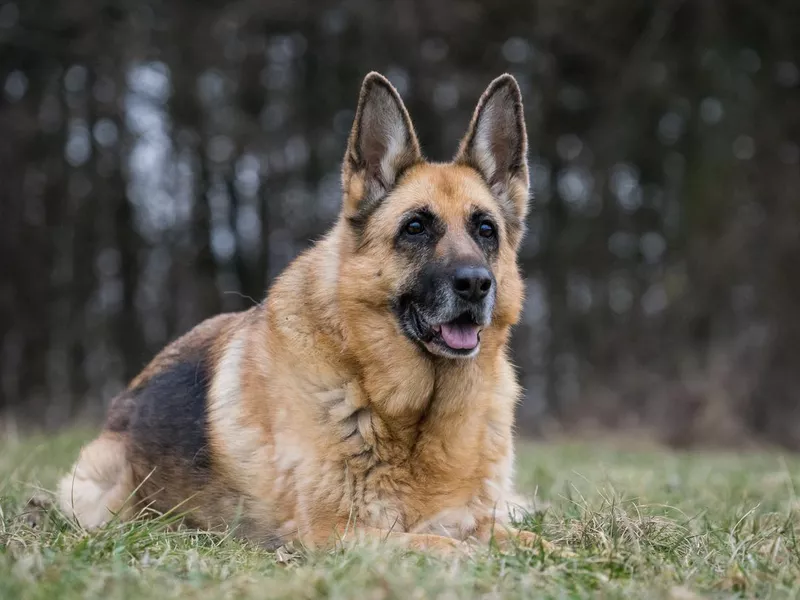 Senior German Shepherd at The Park