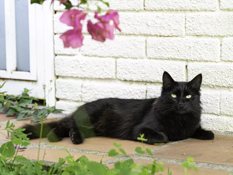 Black cat portrait