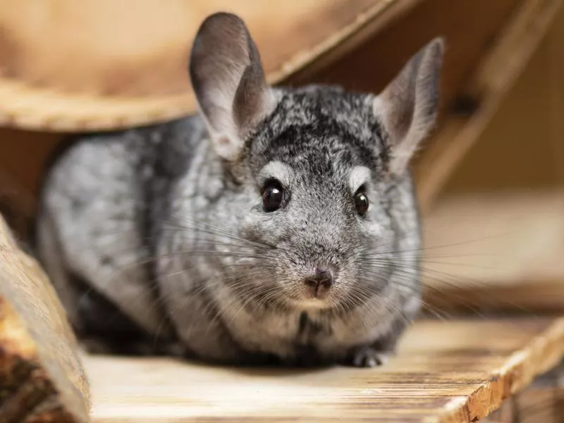 chinchilla