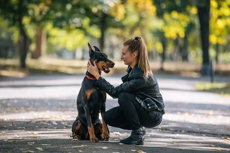 Doberman Pinscher