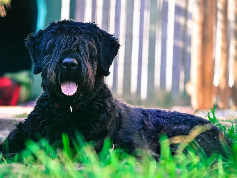 Bouvier des Flandres