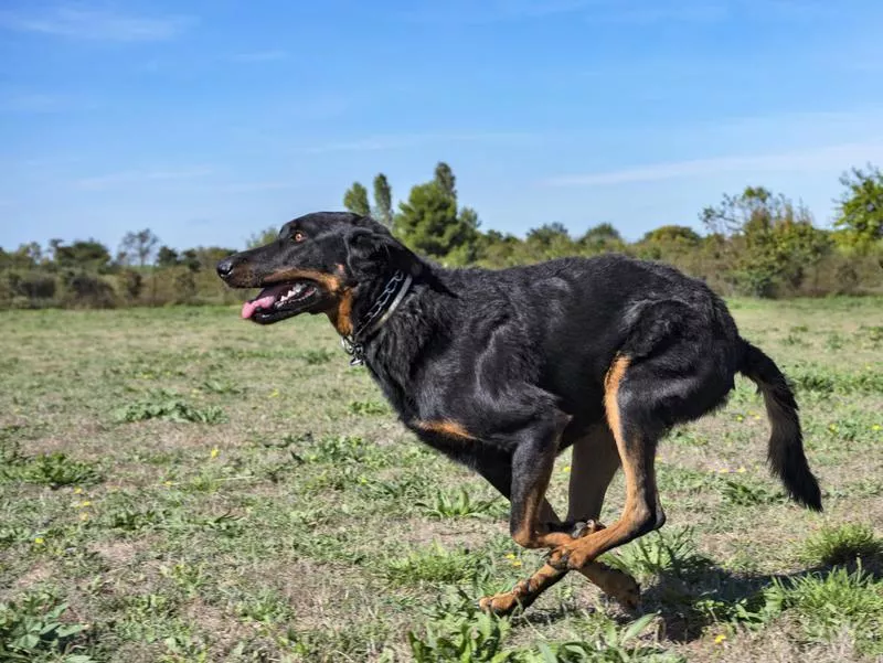 beauceron