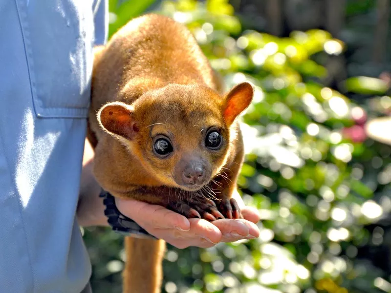 Kinkajou