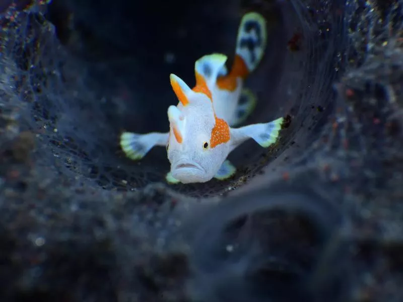 Clown Frogfish