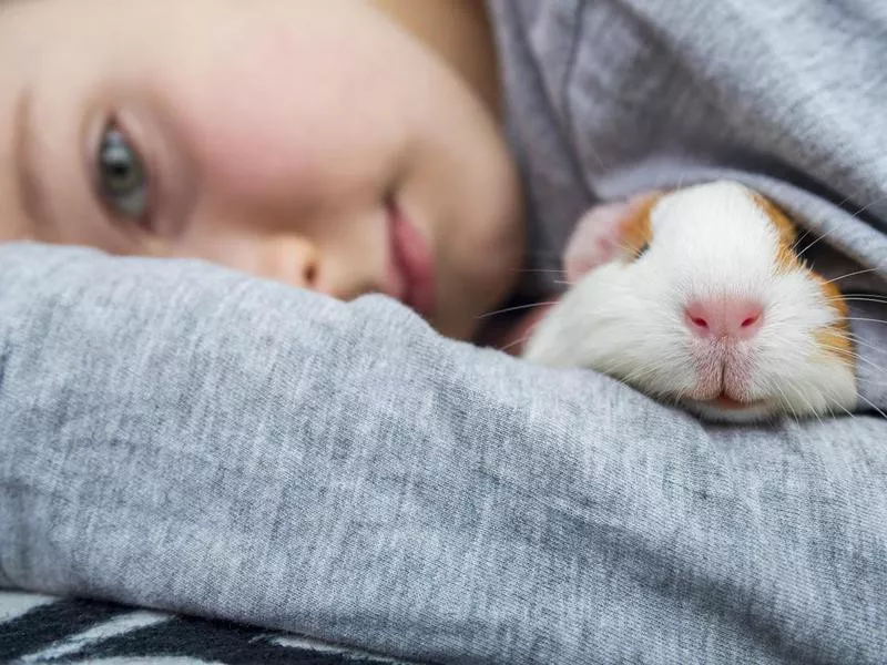 Boy holding a guinea pig.