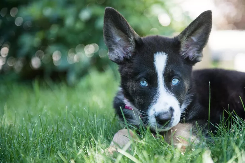 Cute German shepherd mix