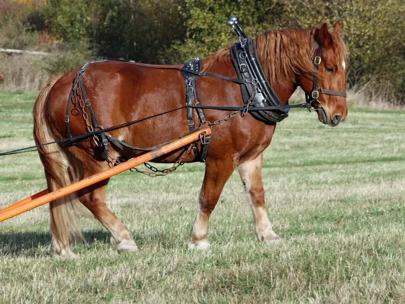 Suffolk Punch