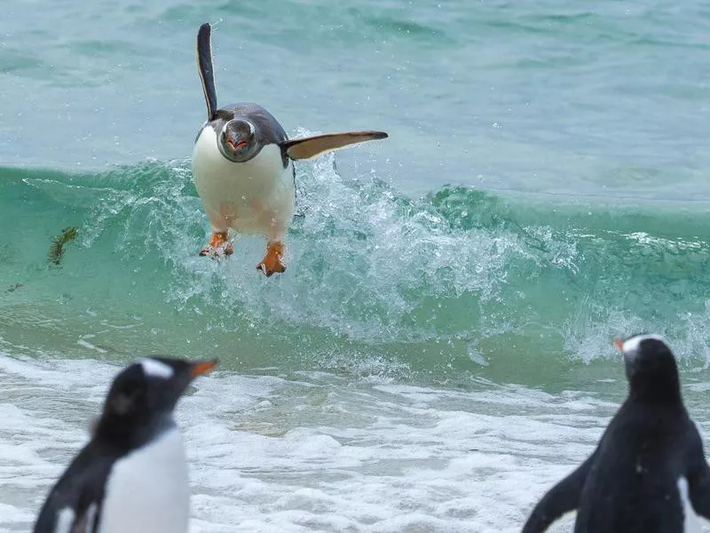 penguin