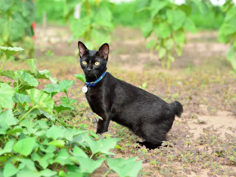 Japanese bobtail outside