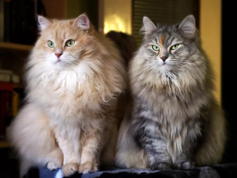 Siberian cats on a cat-tree