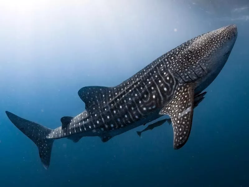 Whale Shark