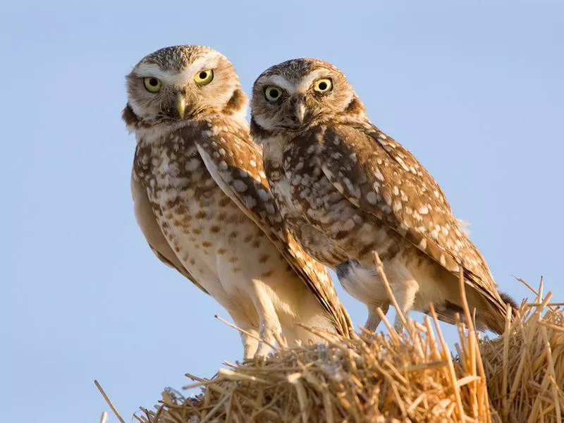 Burrowing Owl