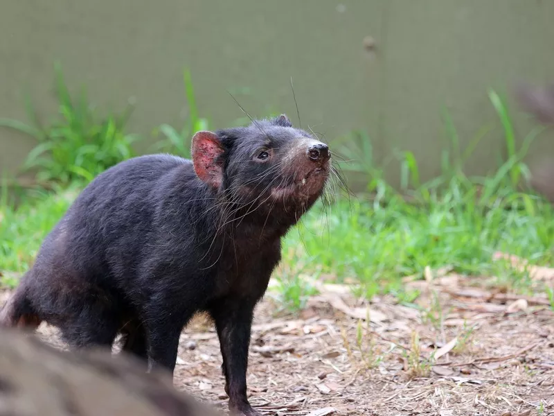 Tasmanian Devil