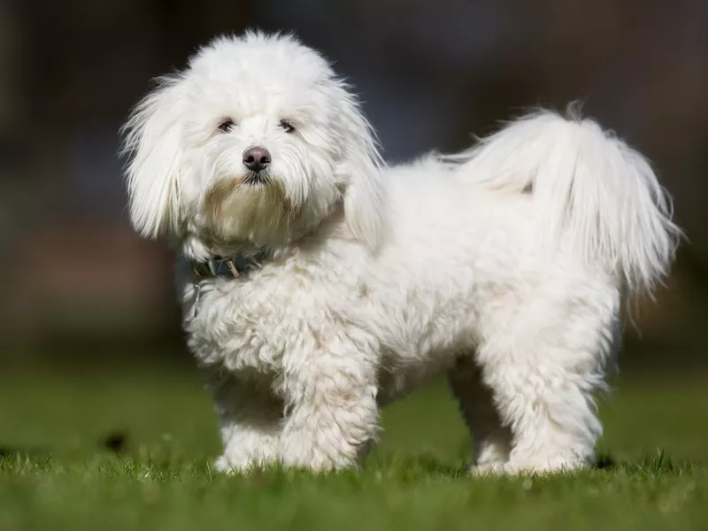 Coton de Tulear dog outdoors in nature