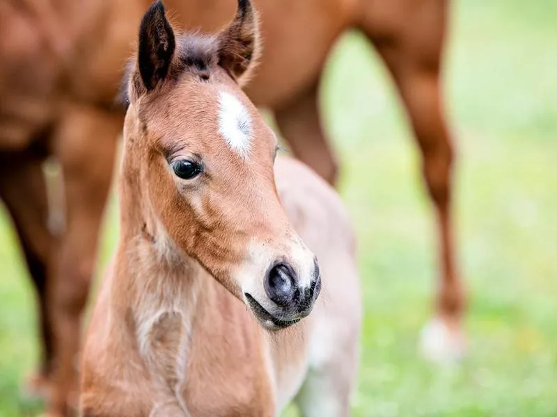 Brown baby horse outdoors, close-up