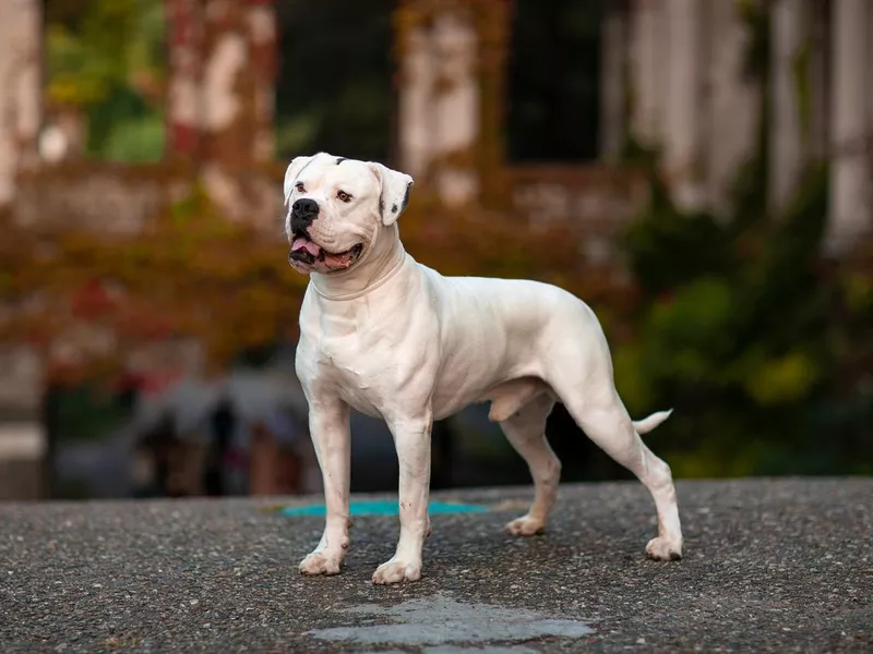 American Bulldog Outside