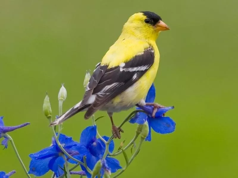 goldfinch