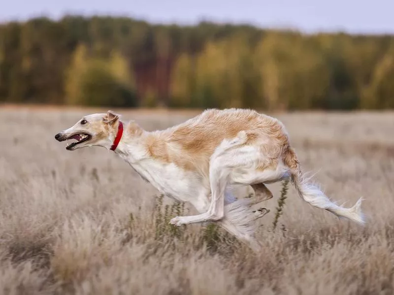 borzoi