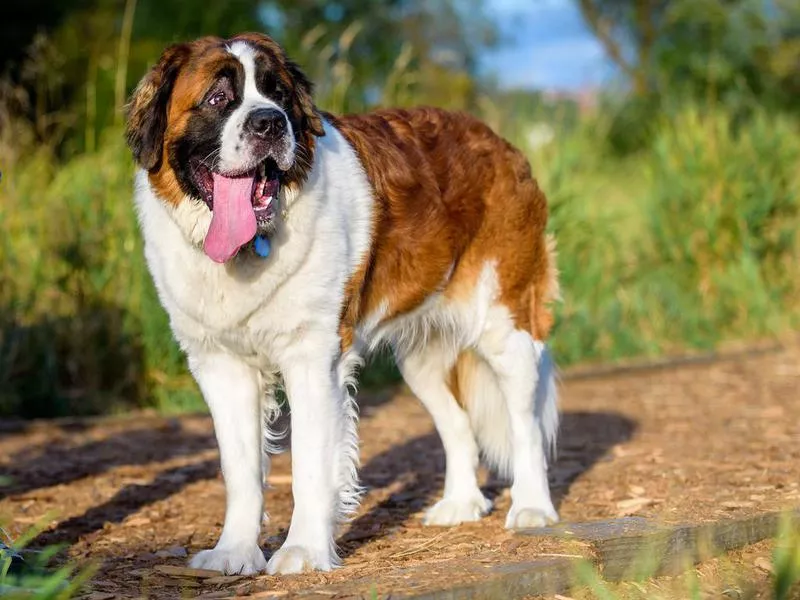 Saint Bernard with tongue hanging out