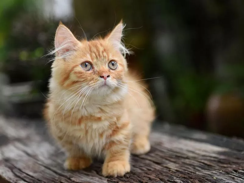 Munchkin Cat