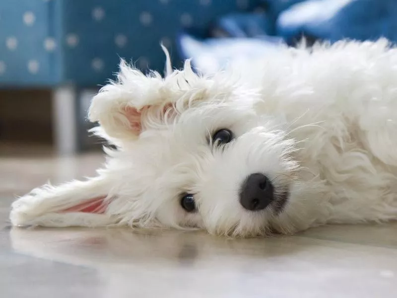 Coton De Tulear