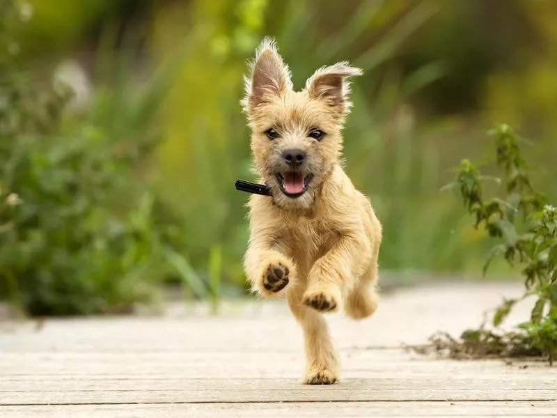 Cairn terrier puppy