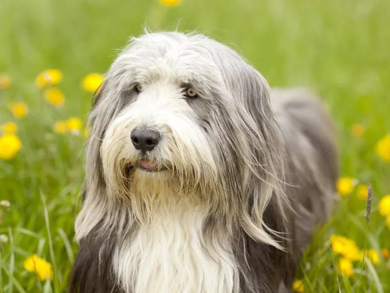 bearded collie