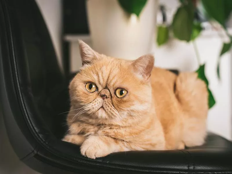 Ginger Exotic Shorthair emotional support