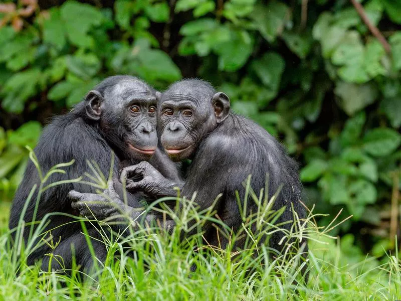 Rare animals: Bonobos in natural habitat