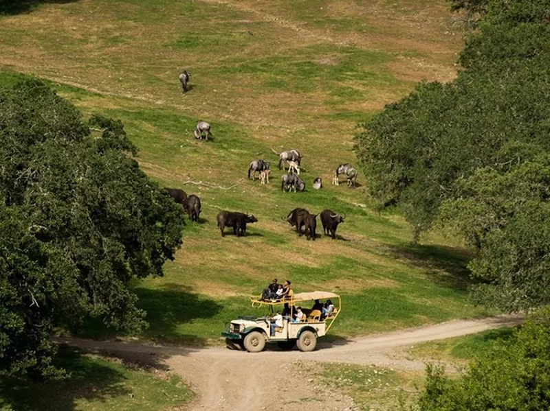 Safari West