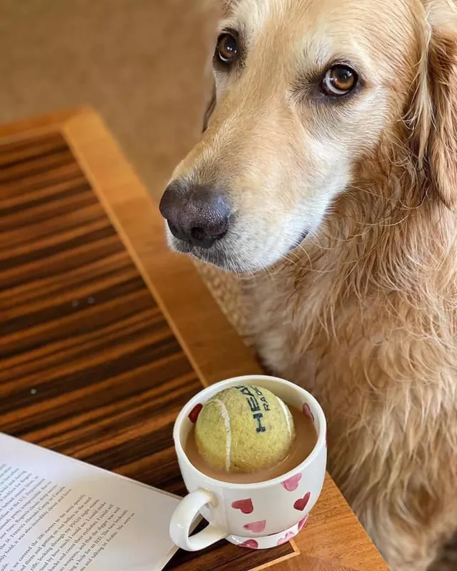 Tennis ball coffee