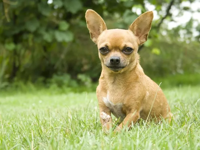 Chihuahua