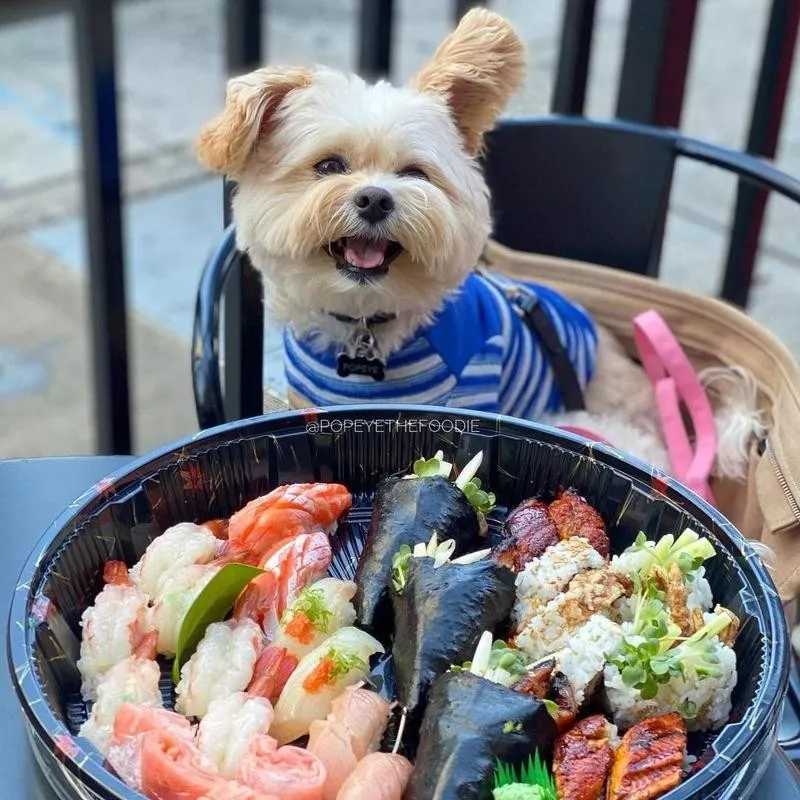 Popeye the Foodie Dog